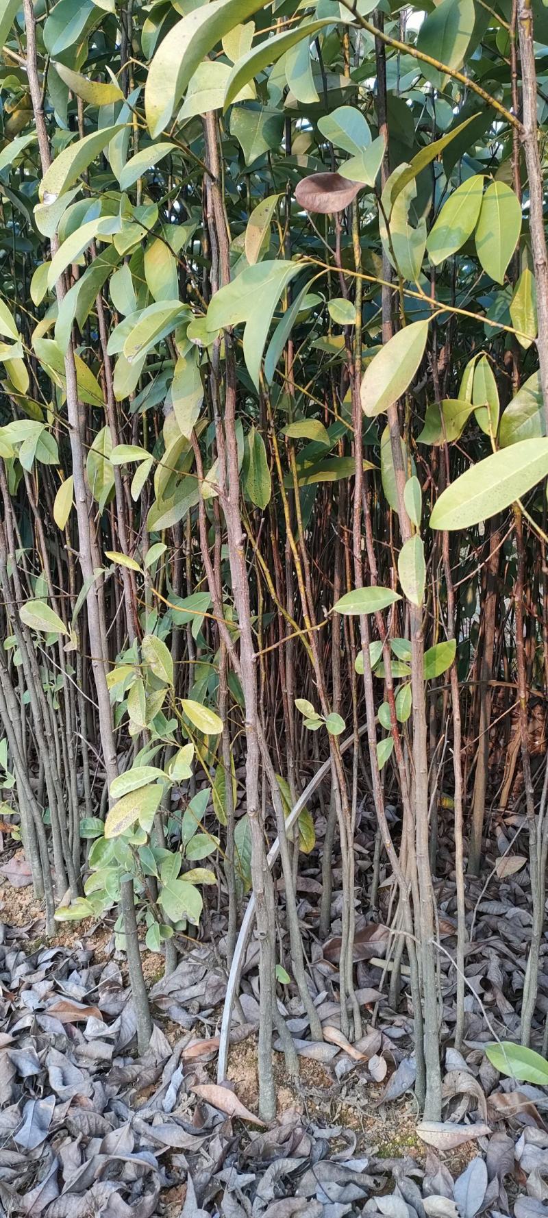 宜春奉新县本地种植基地，深山含笑大量供应，规格齐全，