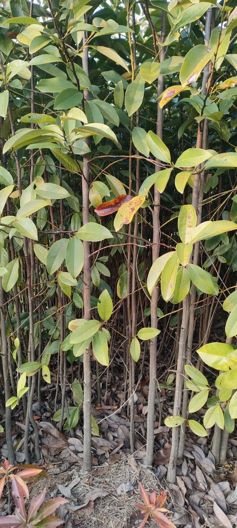 宜春奉新县本地种植基地，深山含笑大量供应，规格齐全，