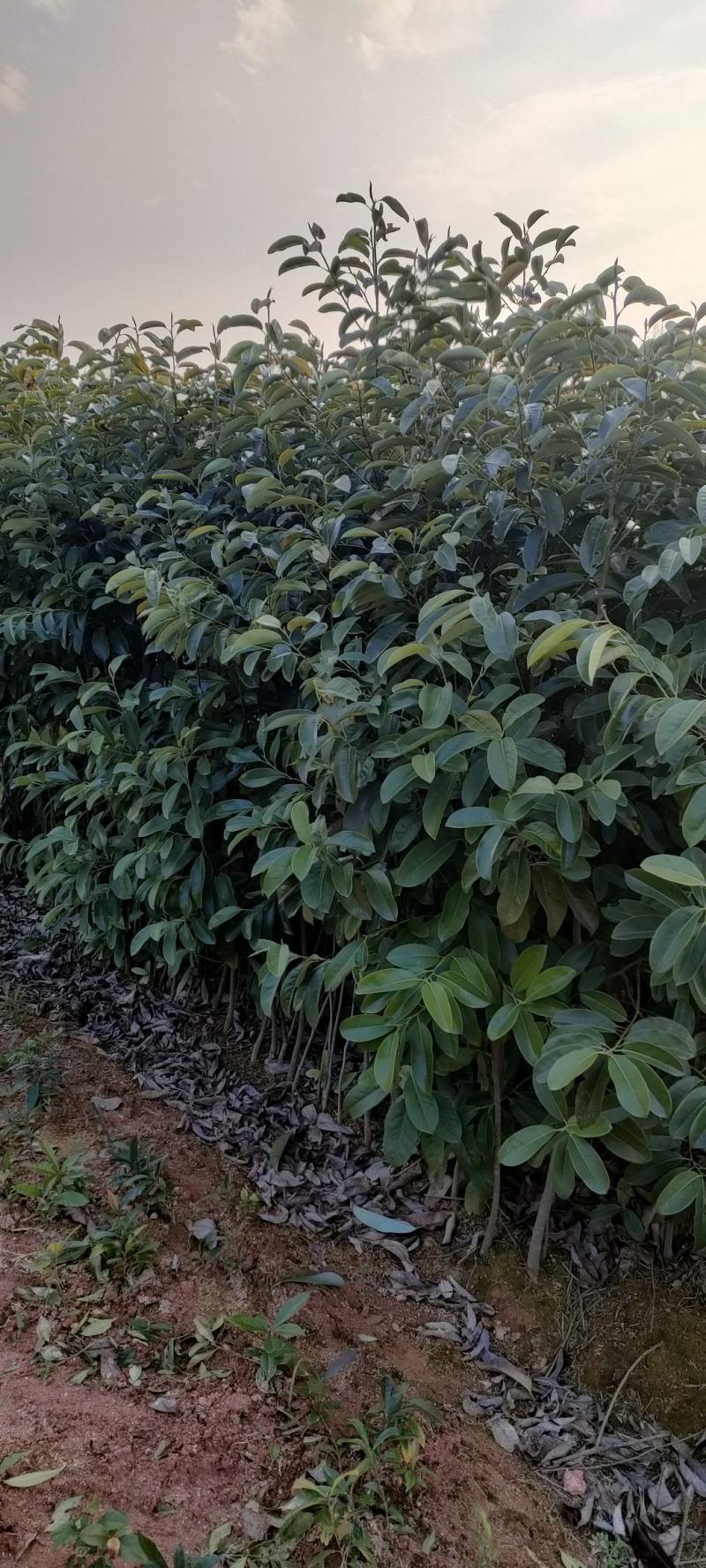 宜春奉新县本地种植基地，深山含笑大量供应，规格齐全，
