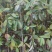 宜春奉新县本地种植基地，深山含笑大量供应，规格齐全，