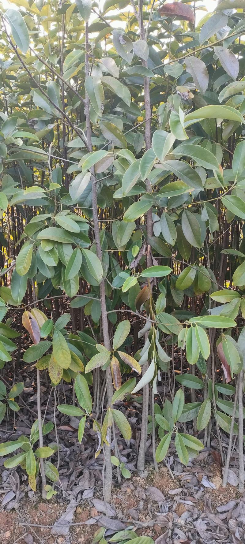 宜春奉新县本地种植基地，深山含笑大量供应，规格齐全，