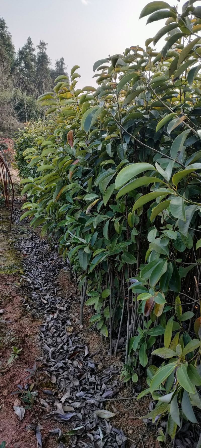 宜春奉新县本地种植基地，深山含笑大量供应，规格齐全，