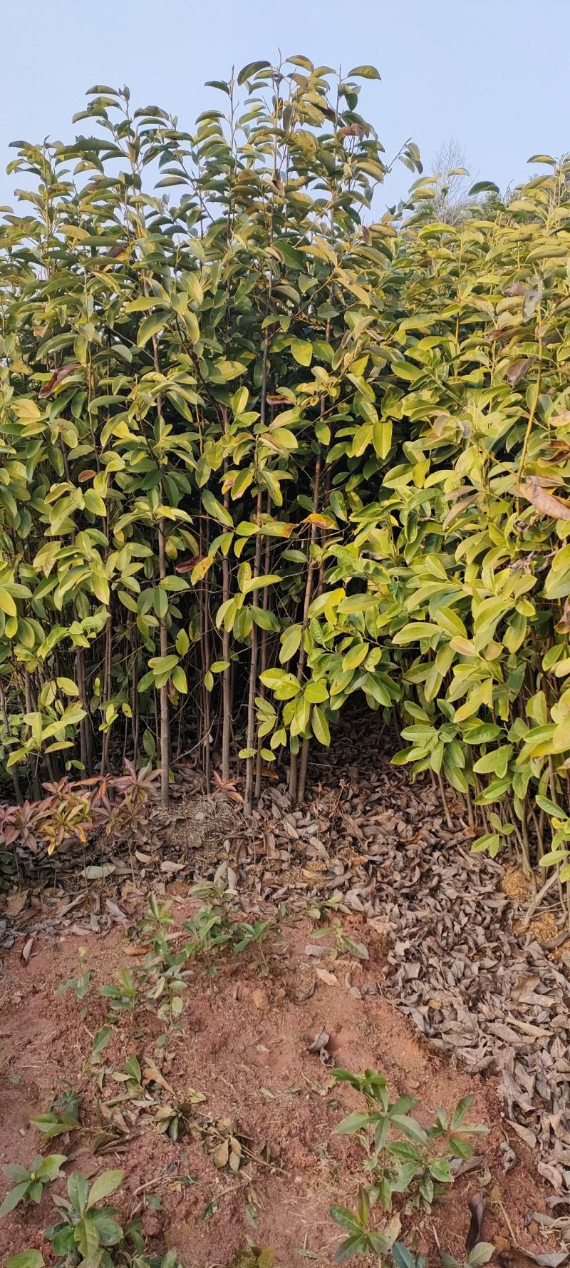 宜春奉新县本地种植基地，深山含笑大量供应，规格齐全，