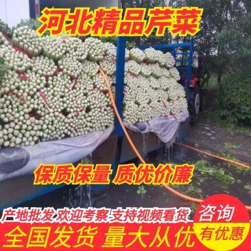优质芹菜质量保证交通方便,货源充足产地批发价格低可视频