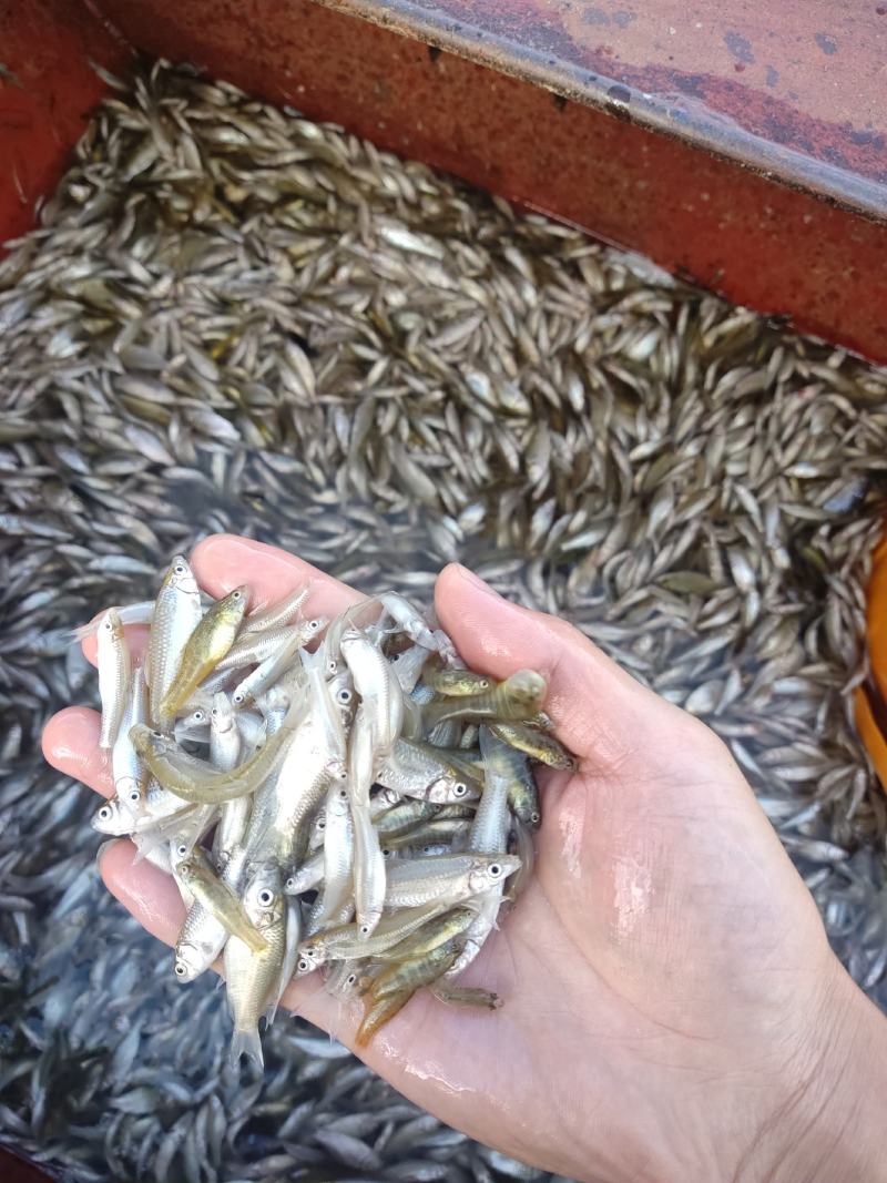 麦穗鱼山根鱼混货234公分麦穗小黄鱼产地货源大量批发