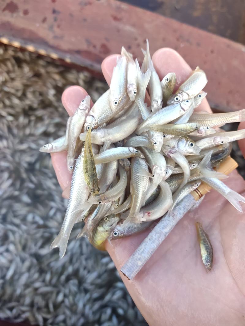 麦穗鱼山根鱼混货234公分麦穗小黄鱼产地货源大量批发
