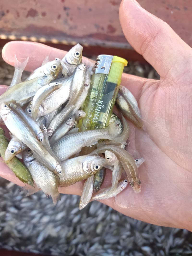 麦穗鱼山根鱼混货234公分麦穗小黄鱼产地货源大量批发