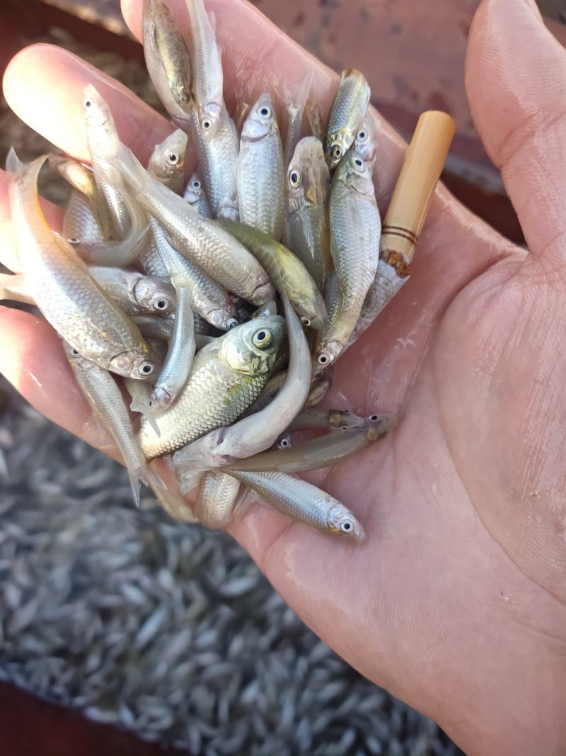 麦穗鱼山根鱼混货234公分麦穗小黄鱼产地货源大量批发