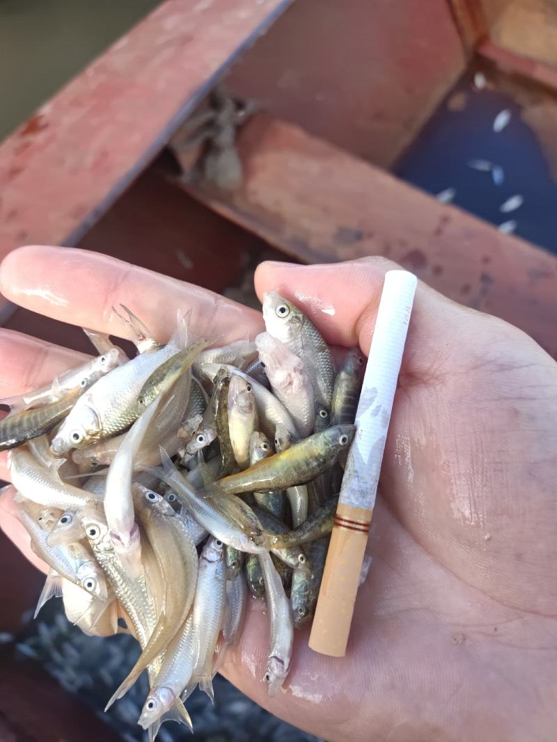 麦穗鱼山根鱼混货234公分麦穗小黄鱼产地货源大量批发