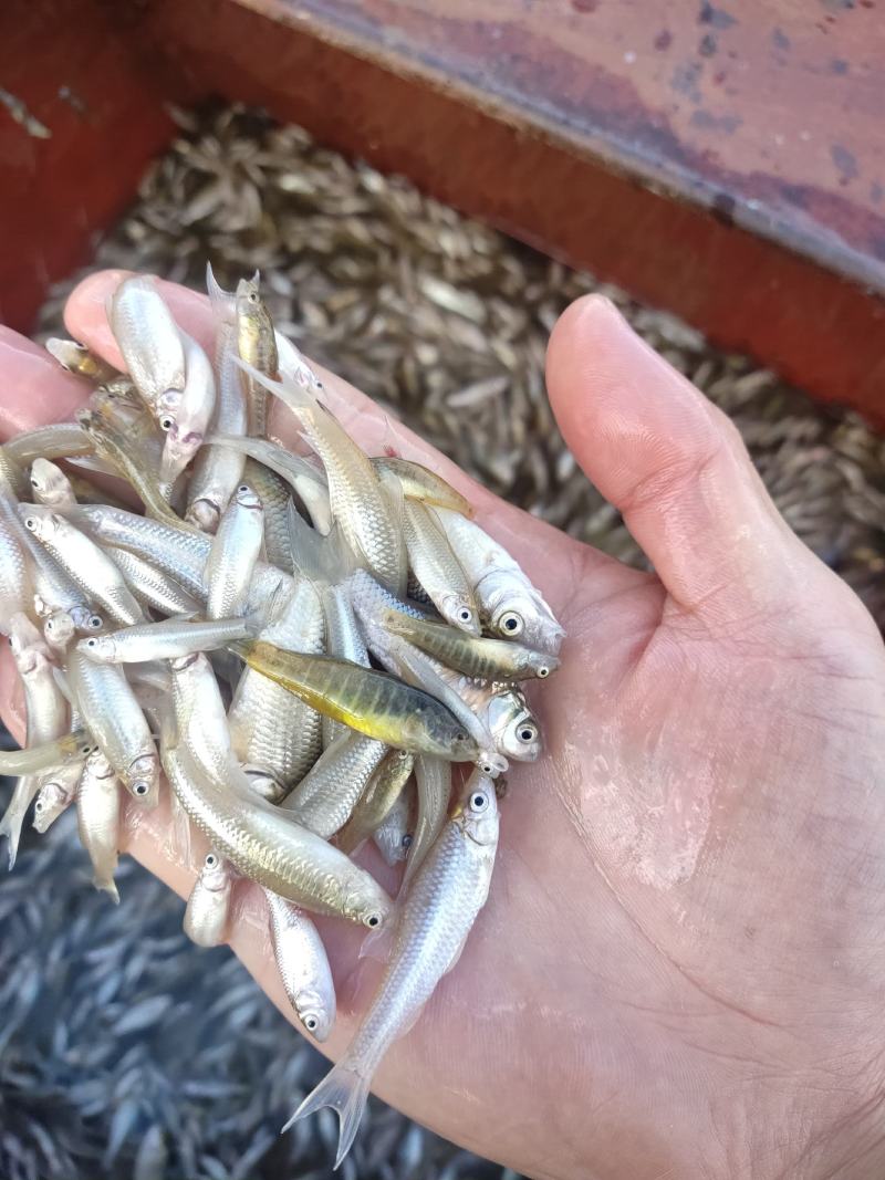麦穗鱼山根鱼混货234公分麦穗小黄鱼产地货源大量批发