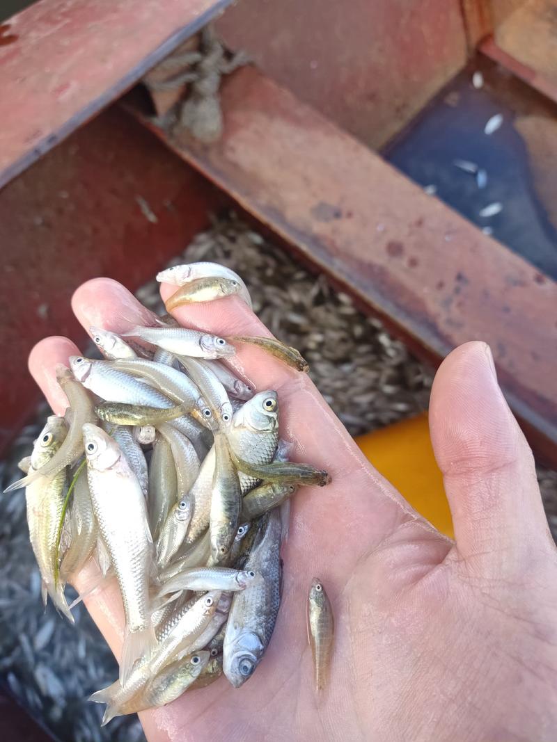 麦穗鱼山根鱼混货234公分麦穗小黄鱼产地货源大量批发