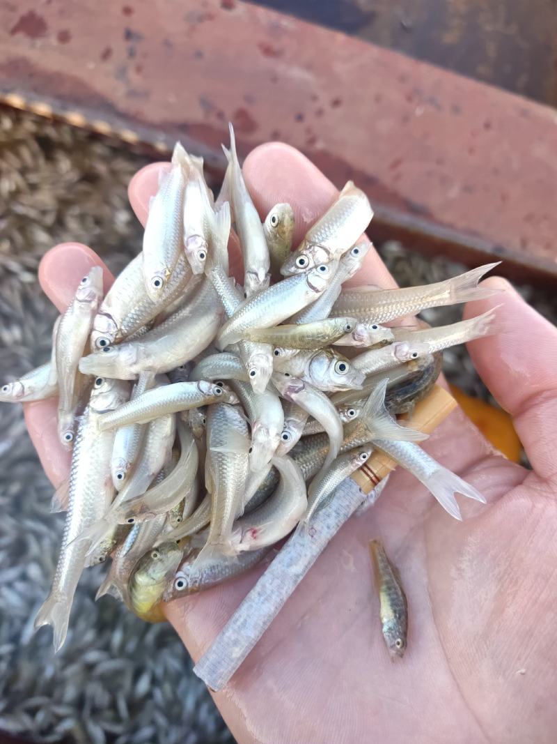 麦穗鱼山根鱼混货234公分麦穗小黄鱼产地货源大量批发