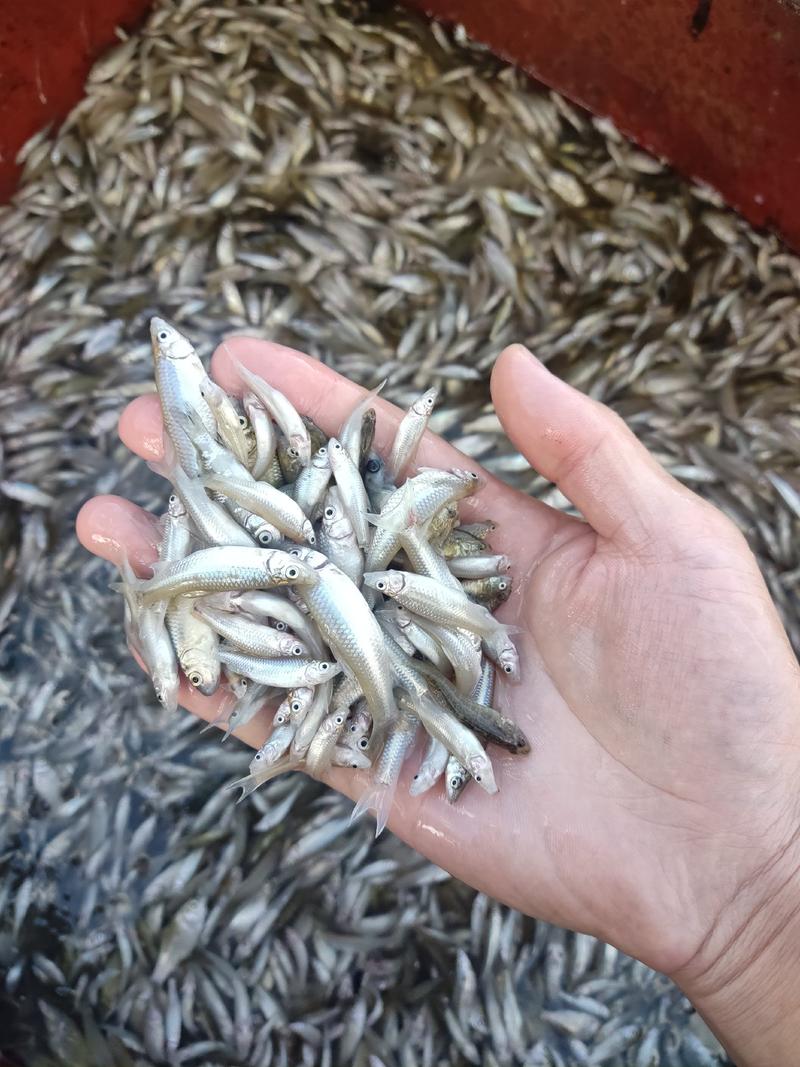 麦穗鱼山根鱼混货234公分麦穗小黄鱼产地货源大量批发