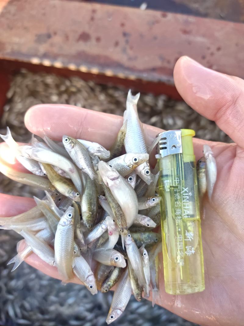麦穗鱼山根鱼混货234公分麦穗小黄鱼产地货源大量批发