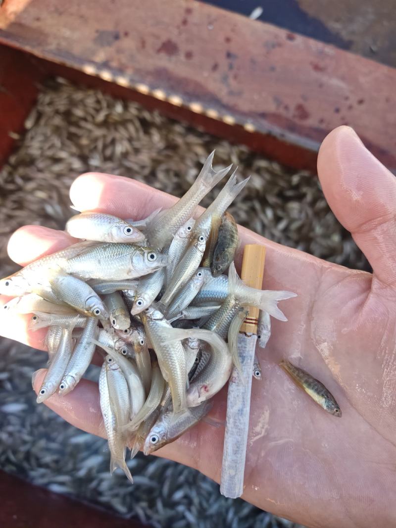 麦穗鱼山根鱼混货234公分麦穗小黄鱼产地货源大量批发