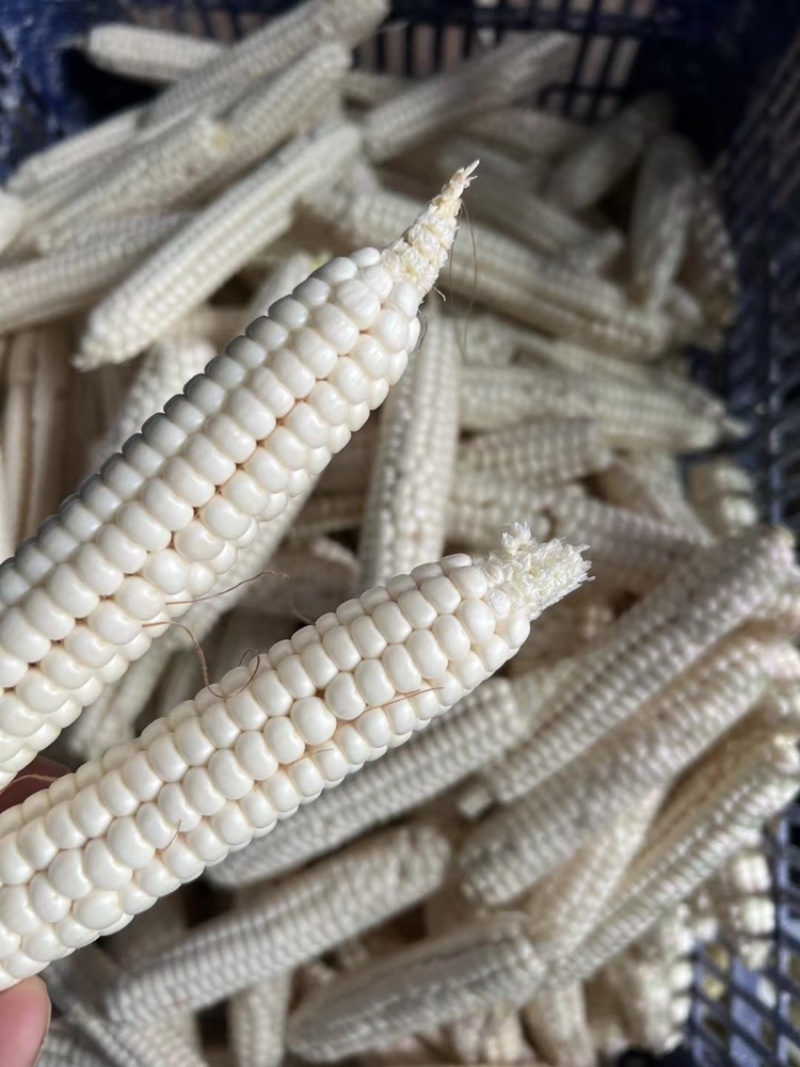 西双版纳拇指小玉米（精品一级），工厂直营，欢迎对接！