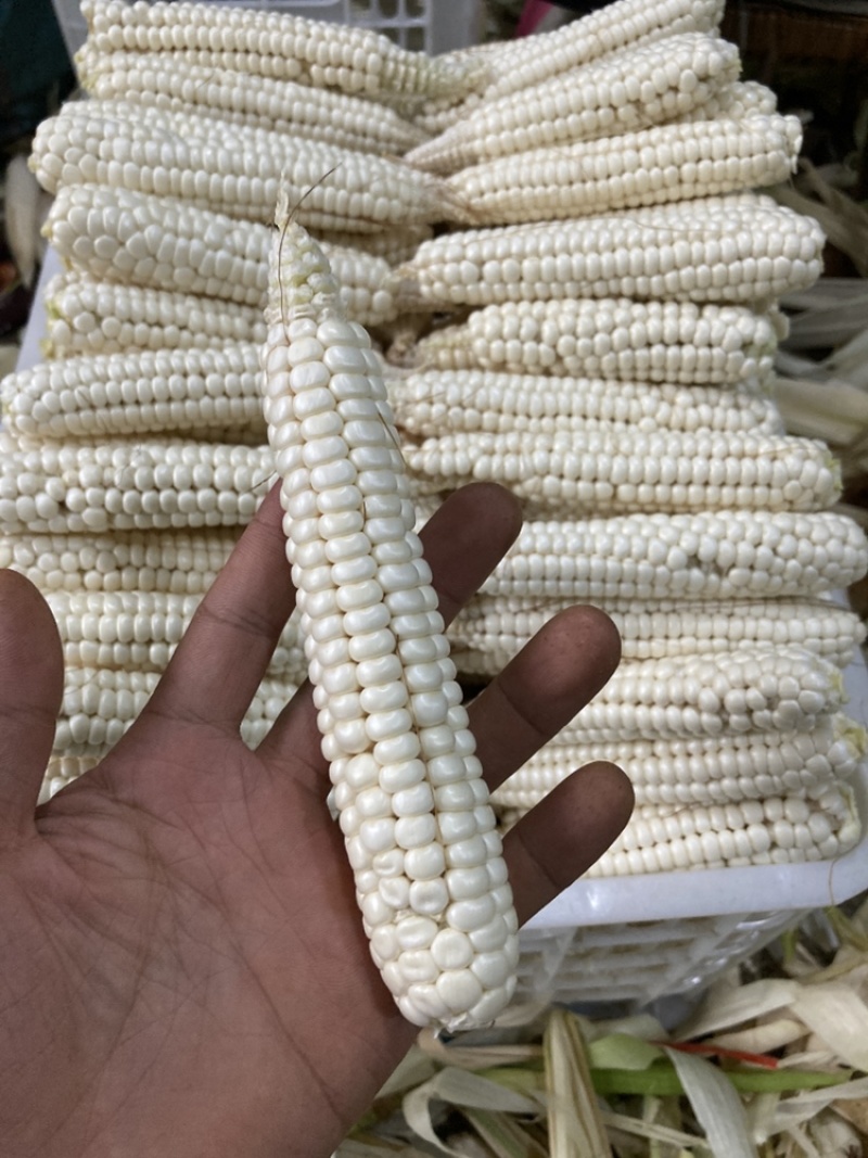 西双版纳拇指小玉米（精品一级），工厂直营，欢迎对接！