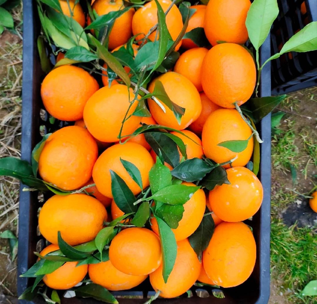 展示夏橙与伦晚脐橙在果实大小、颜色、表皮纹理等方面的视觉差异 夏橙与伦晚脐橙果实对比图