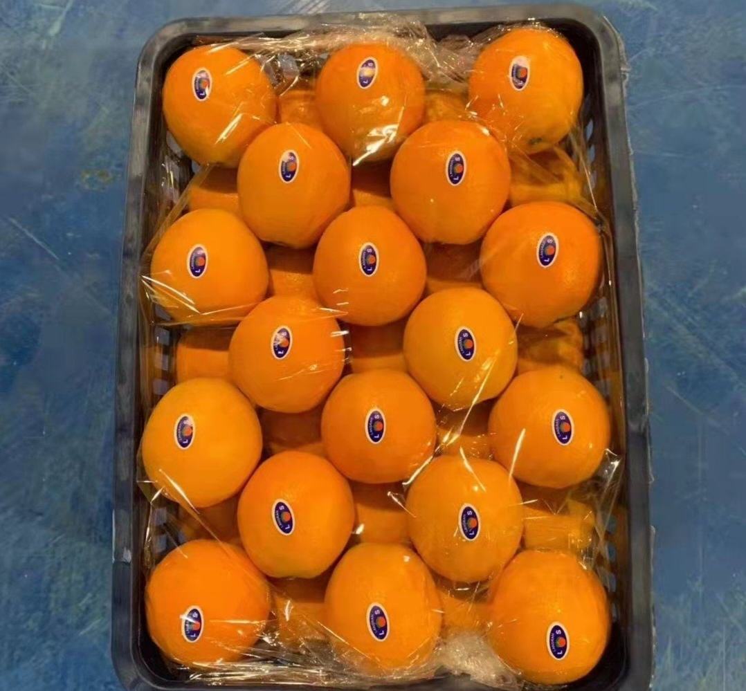 伦晚脐橙在常温下摆放整齐