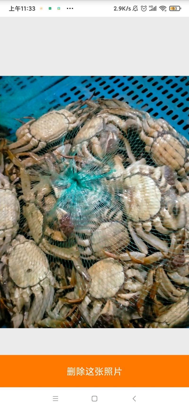 皖马鞍山大众湖大闸蟹膘肥体壮，个个手挑一手货源，保证质量