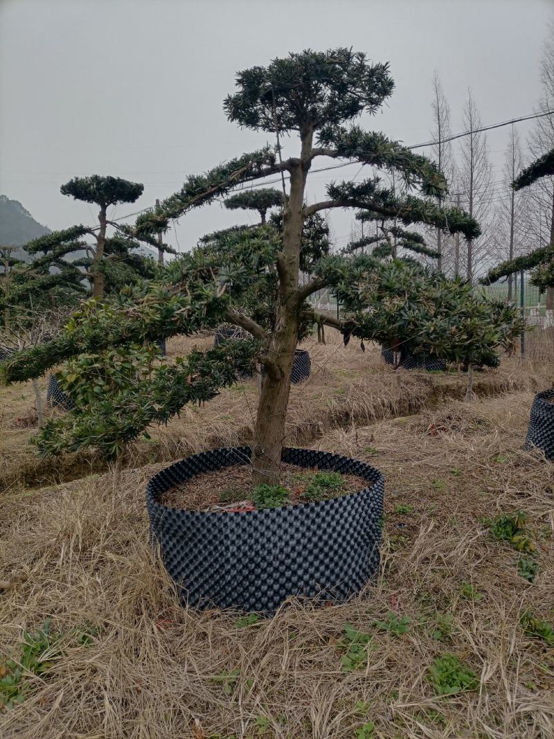 罗汉松