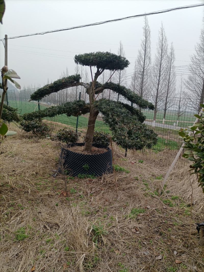 罗汉松