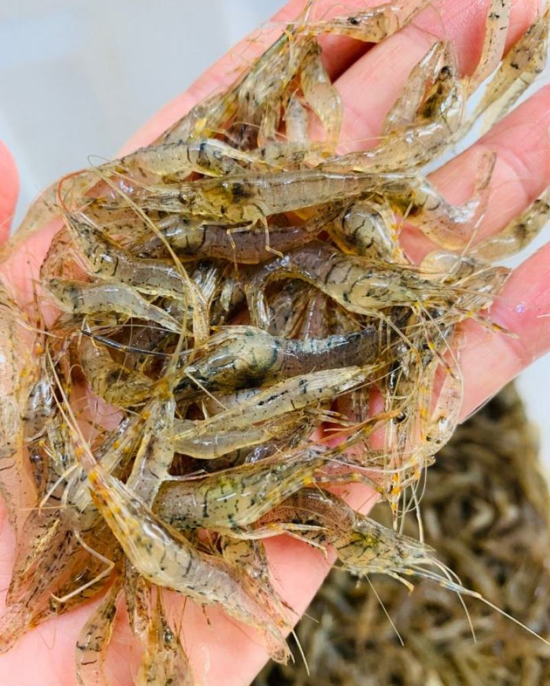 黑龙江234公分小河虾草虾蹦蹦虾花腰虾产地货源大量批发！