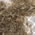 黑龙江234公分小河虾草虾蹦蹦虾花腰虾产地货源大量批发！