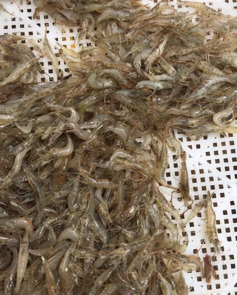 黑龙江234公分小河虾草虾蹦蹦虾花腰虾产地货源大量批发！