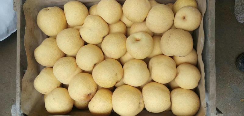 砀山酥梨汁多皮簿，核小，糖份大，酥脆爽口，支持大吨位代发