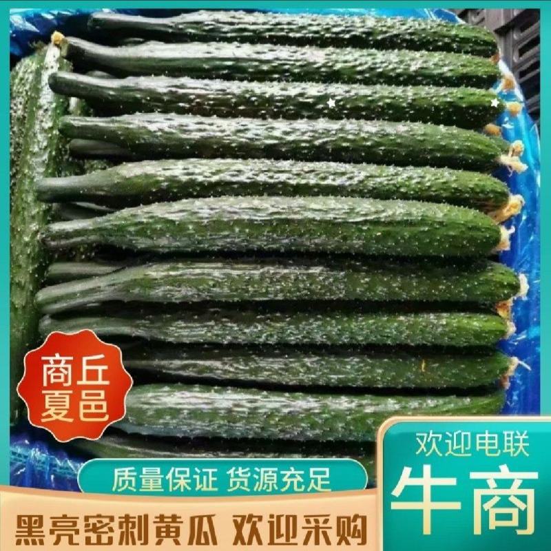 夏邑黄瓜，产地直发，一手货源，量大质优欢迎前来采购
