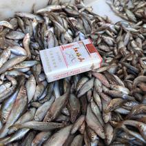 吉林冻板麦穗鱼567公分冷冻麦穗鱼产地货源大量批发！