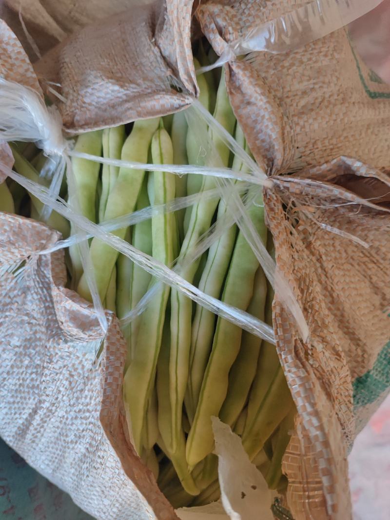 山东丽园蔬菜批发市场，常年出售，大棚西红柿，西葫芦，芸豆