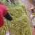 山东丽园蔬菜批发市场，常年出售，大棚西红柿，西葫芦，芸豆