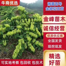 湘蕾五号金银花苗高产易采摘，包品种，包技术，包回收。