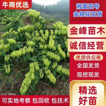 湘蕾五号金银花苗高产易采摘,包品种,包技术,包回收。