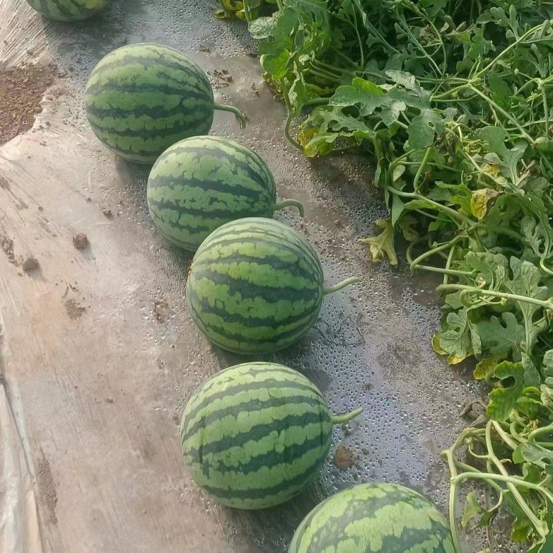 【好货实力推荐】云南甜王西瓜量大从优头茬精品欢迎致电