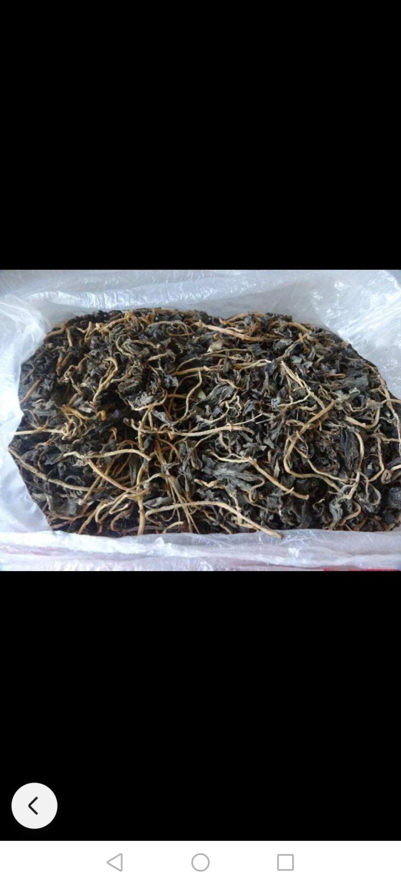 干马齿菜