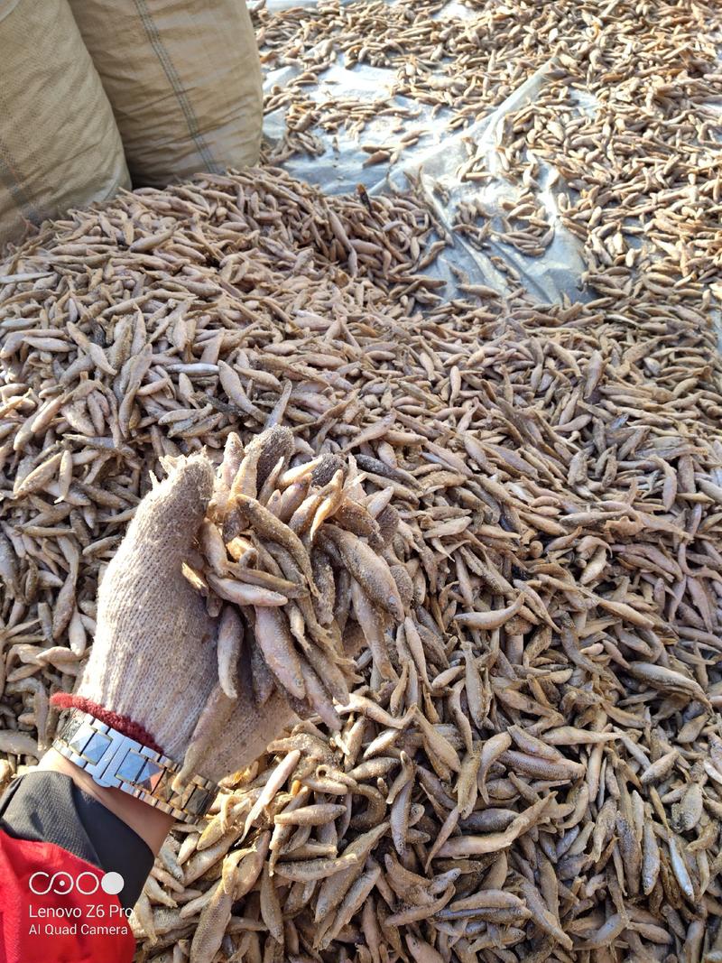 吉林散冻麦穗鱼567公分单冻麦穗鱼产地货源大量批发！