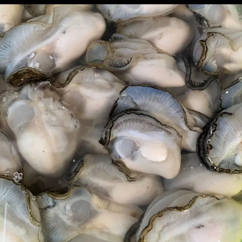 生蚝肉鲜活现剥去壳大生蚝新鲜蚝肉肥美产地批发量大从优