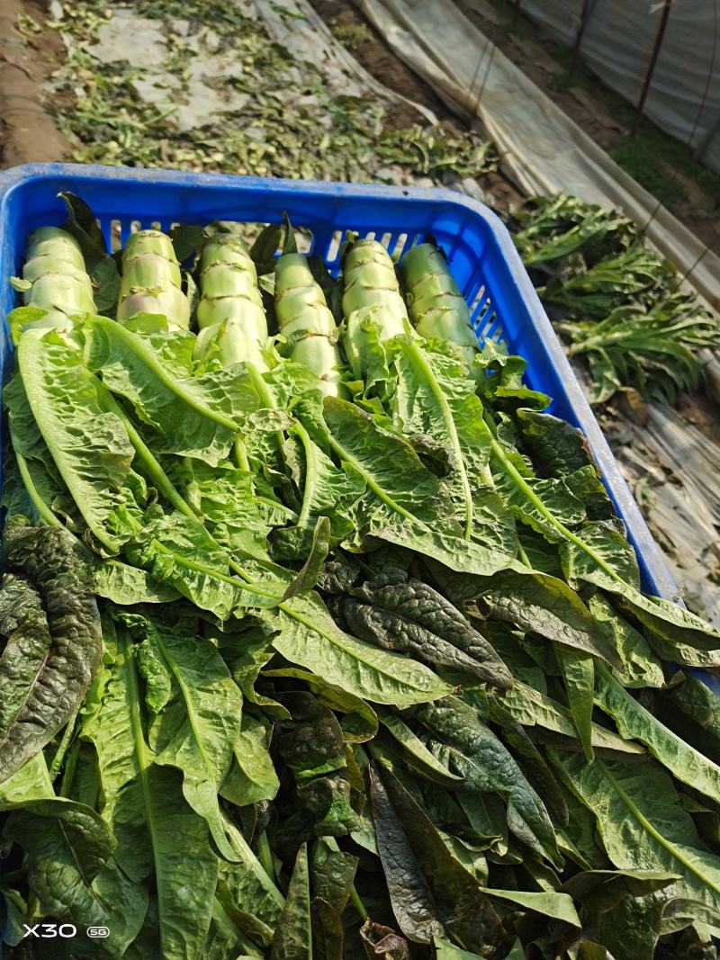 精品生（窝莴苣）