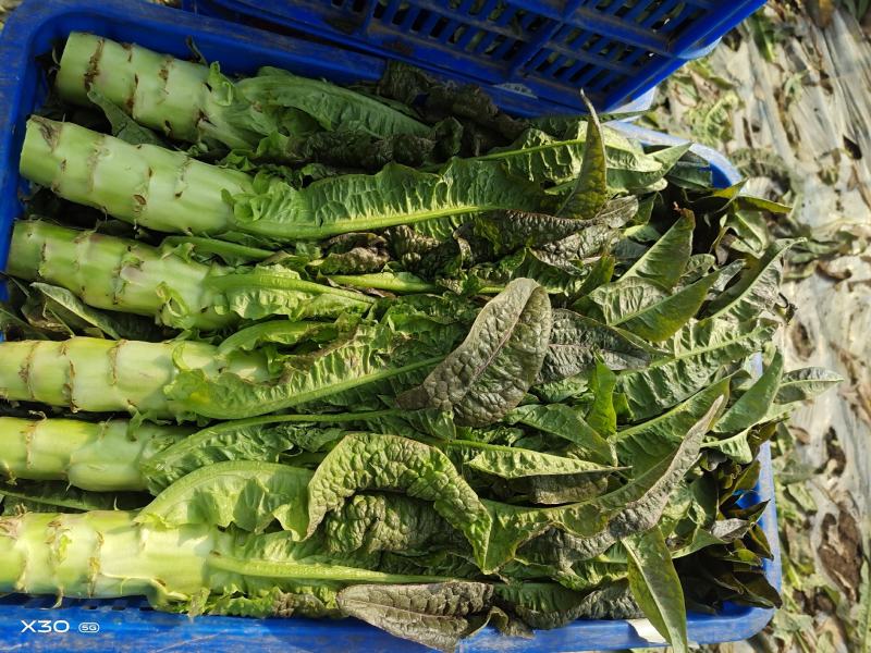 精品生（窝莴苣）