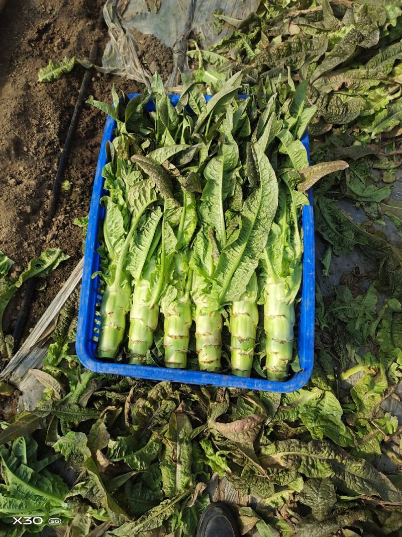 精品生（窝莴苣）
