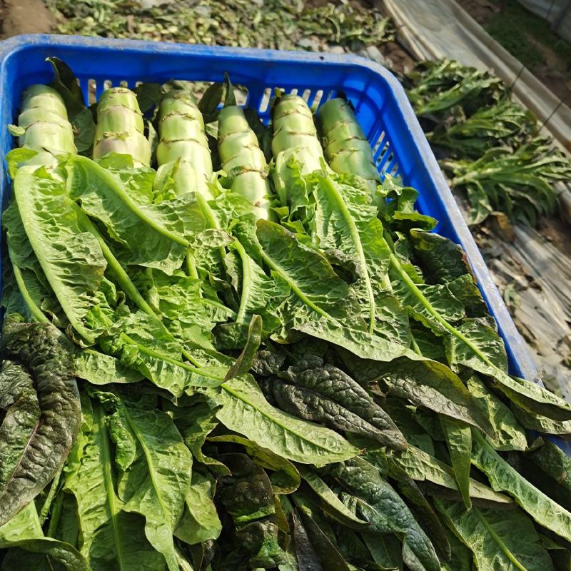 精品生（窝莴苣）