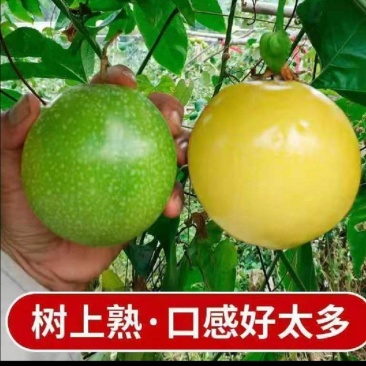 海南钦蜜九号黄金百香果