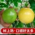 海南钦蜜九号黄金百香果