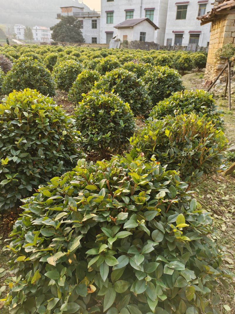红花继木球