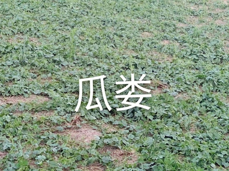 瓜蒌秧苗批发零售免费种植技术欢迎选购