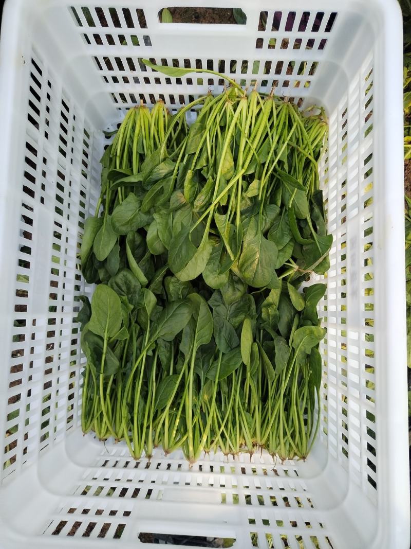 精品菠菜，，叶大色绿，耐运输，短根长跟都可预订，