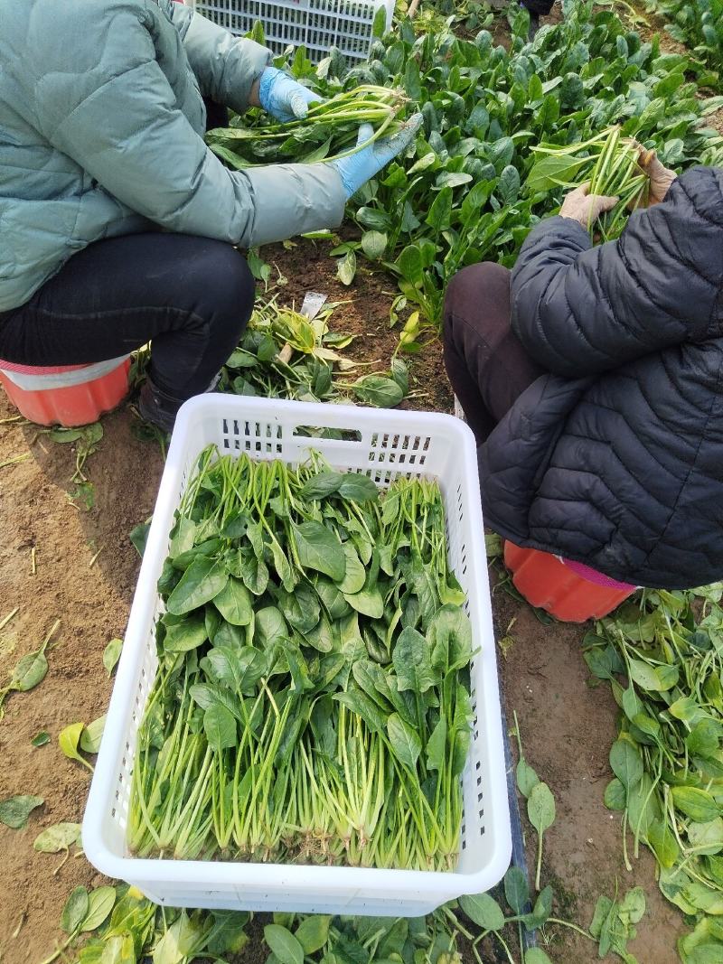 精品菠菜，，叶大色绿，耐运输，短根长跟都可预订，